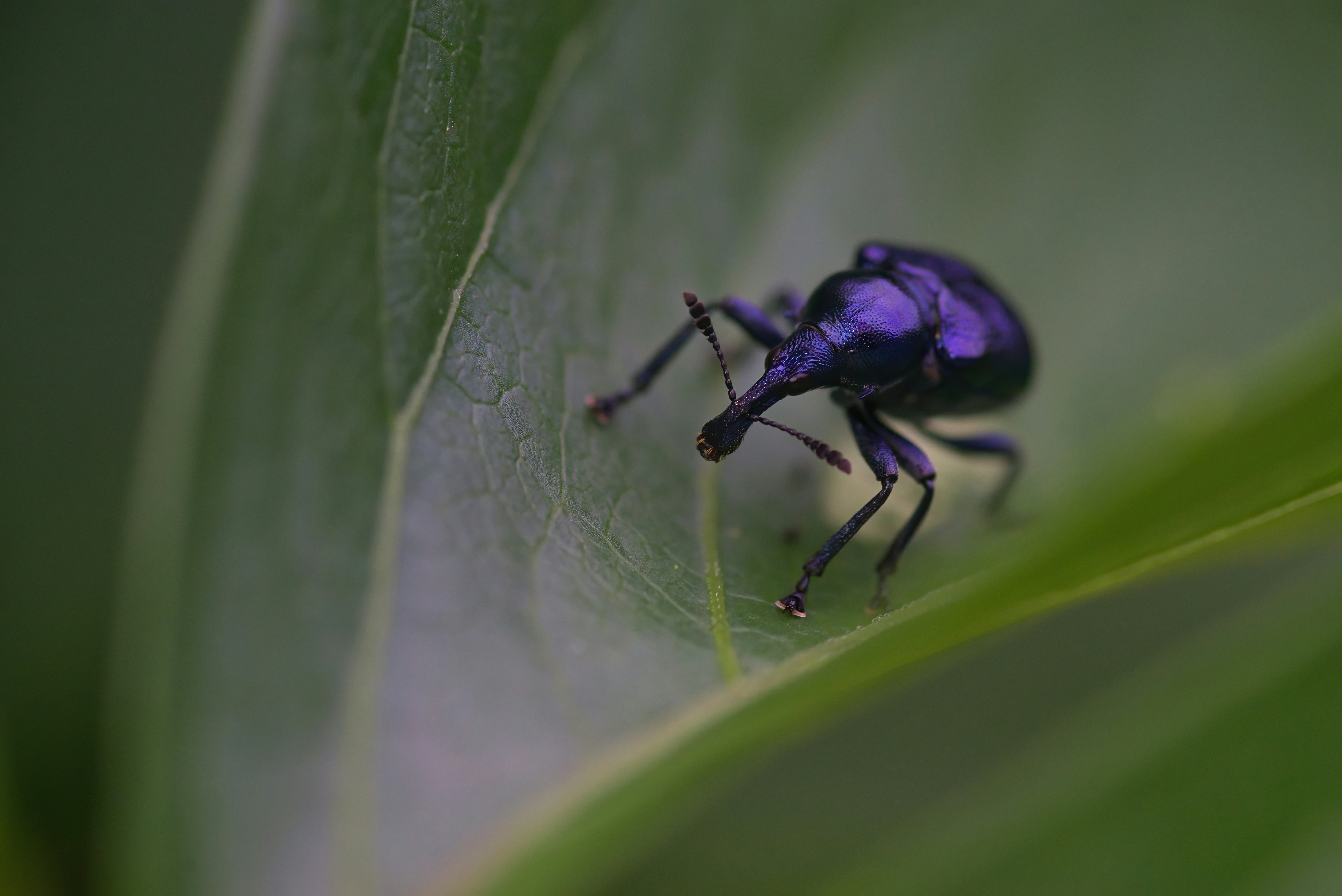 purple and black beetle on green leaf